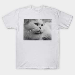 Cute fluffy cat - Black and white photograph T-Shirt